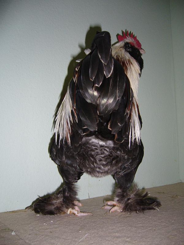 Muenster 2008 775.jpg - Deutsche Zwerg Lachshühner lachsfarbig von Friedich Edler Preis HV96 LVE